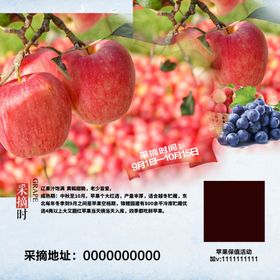 苹果采摘园