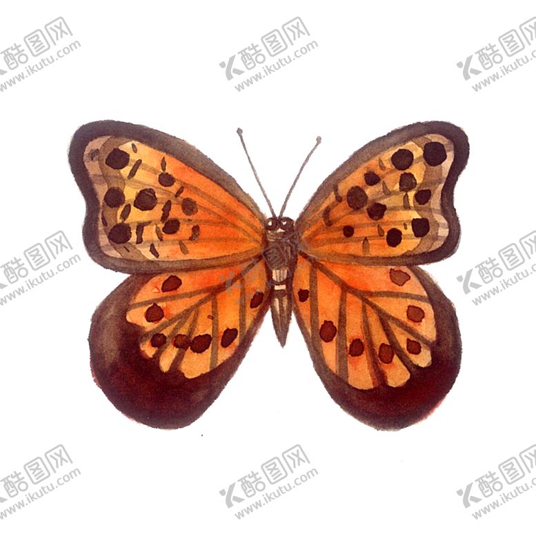 编号：13944302090145191790【酷图网】源文件下载-彩色蝴蝶翅膀枯叶蝶