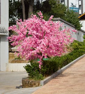 桃树