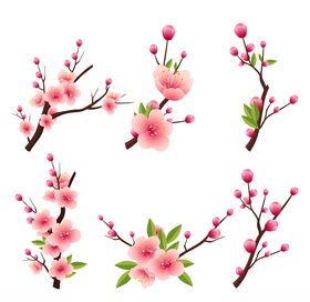 樱花
