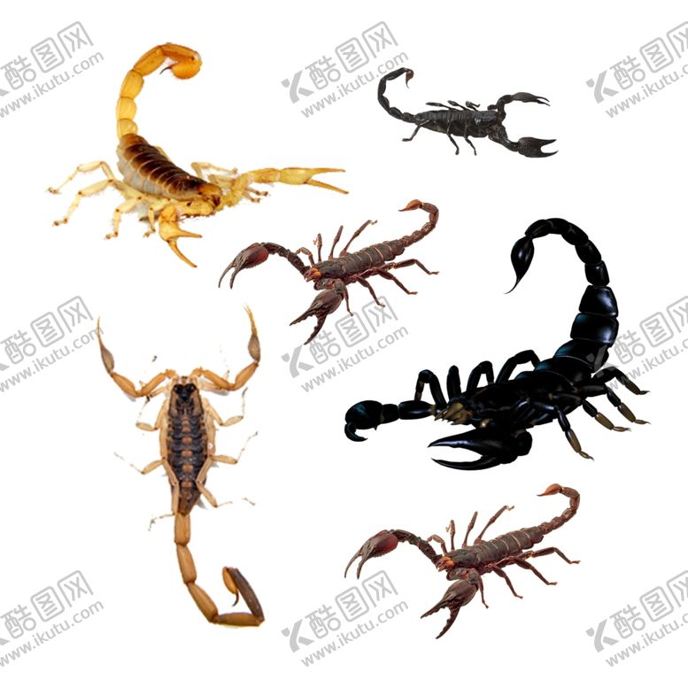 编号：82113012011817456082【酷图网】源文件下载-蝎子