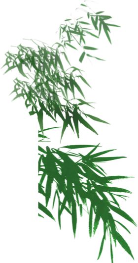 竹子竹叶