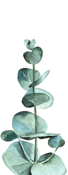 热带植物尤加利