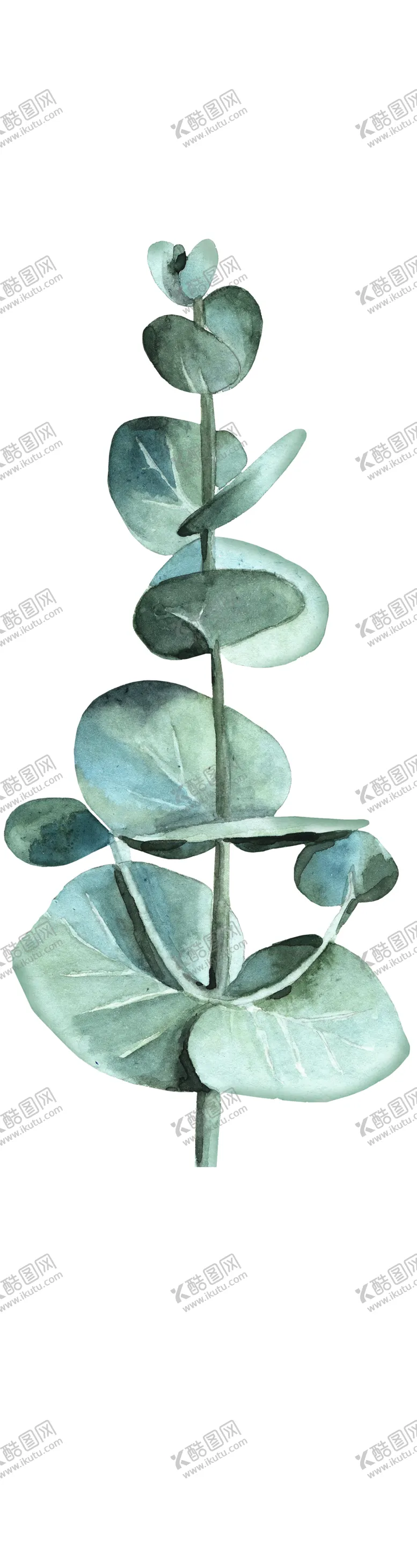 编号：86441306260046049554【酷图网】源文件下载-热带植物尤加利
