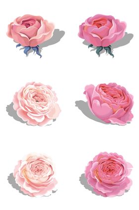 玫瑰花装饰素材
