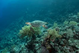 海底世界洋生物生物摄影