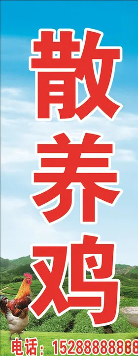 散养鸡蓝天草地鸡