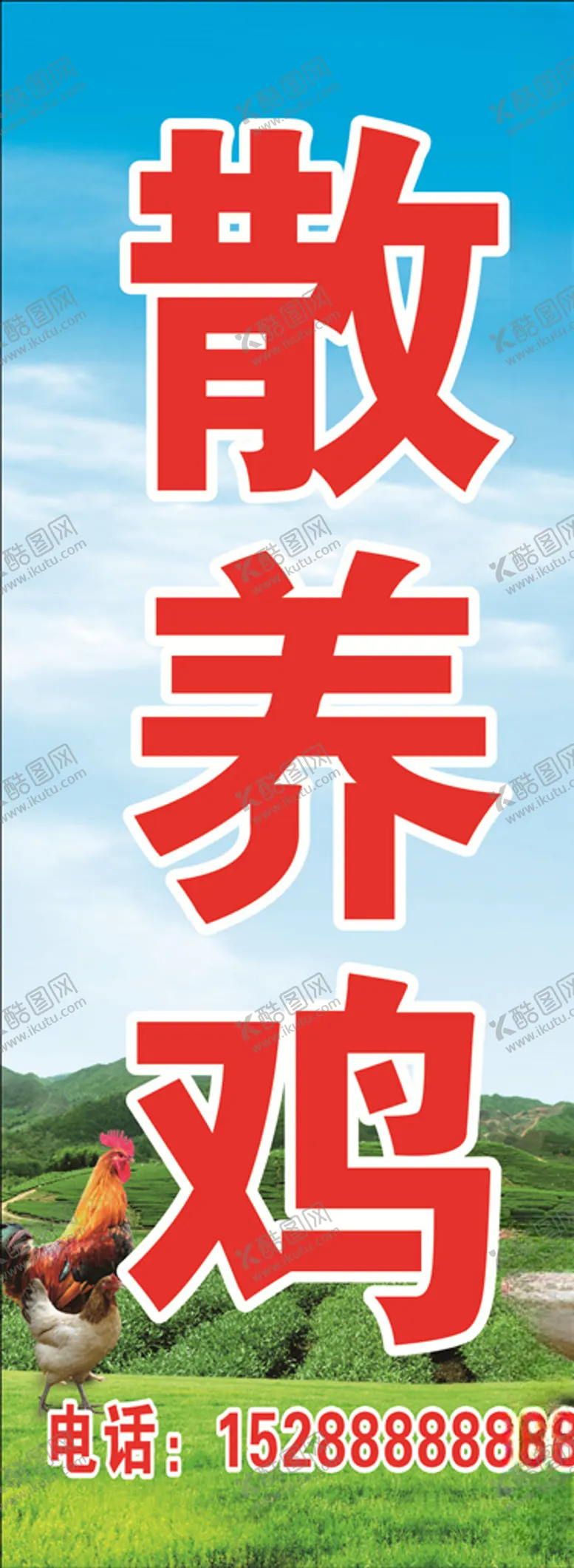 编号：15227507030627464924【酷图网】源文件下载-散养鸡蓝天草地鸡