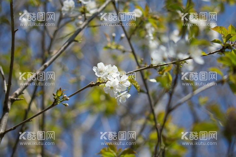 编号：83093112091758135918【酷图网】源文件下载-樱花