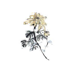 国画菊花