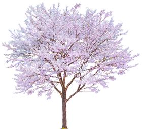 樱花