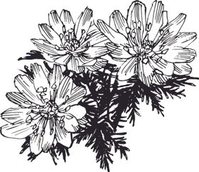 素描鲜花