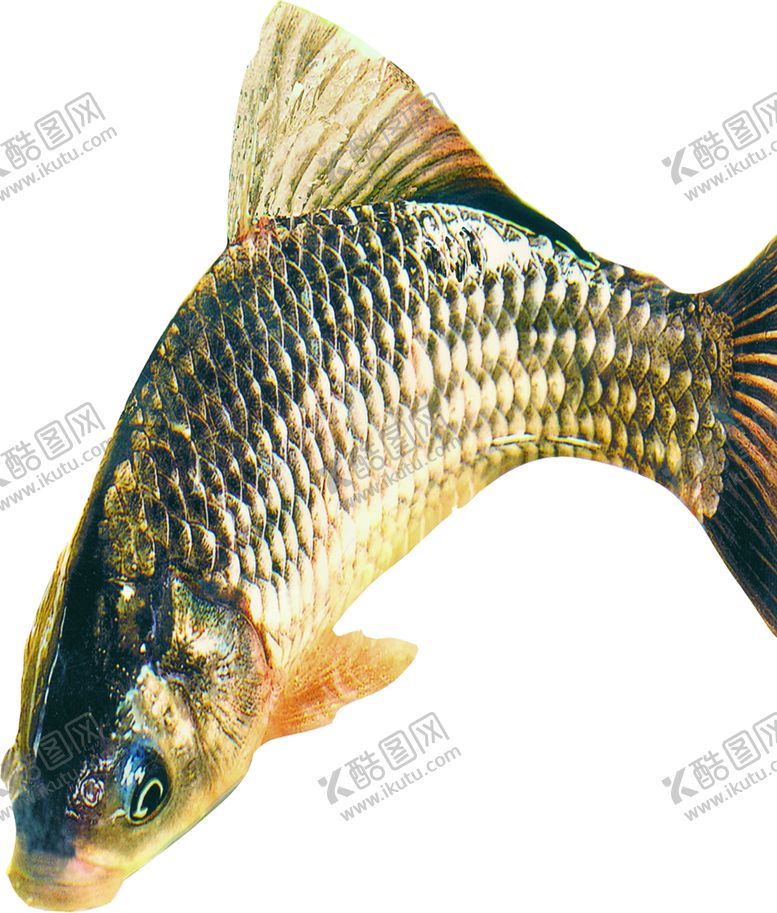 编号：41436709272206582265【酷图网】源文件下载-鲤鱼