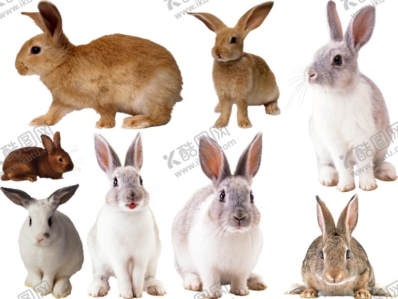 编号：43799609181359017534【酷图网】源文件下载-兔子png免扣高清素材