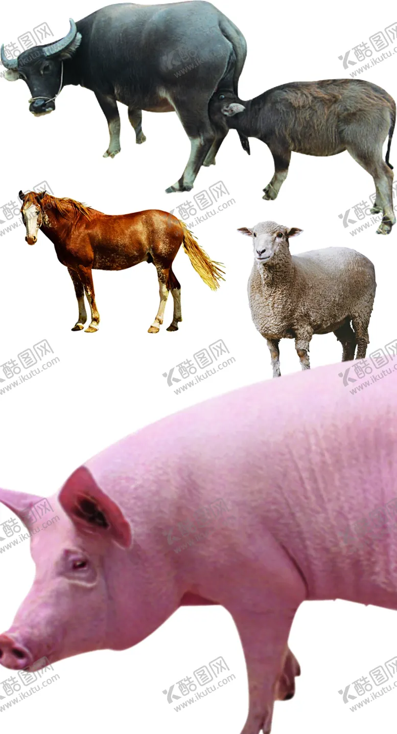 编号：67573606172049152328【酷图网】源文件下载-猪牛羊马