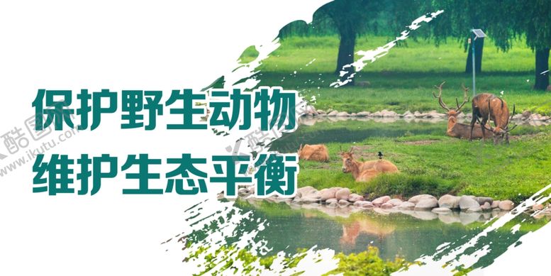 编号：77092105131908332251【酷图网】源文件下载-保护野生动物展板
