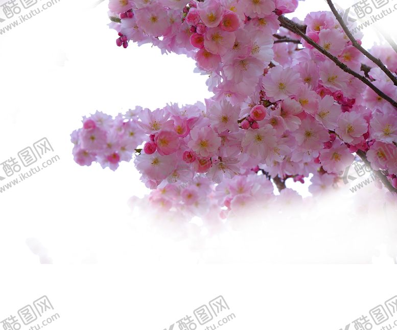 编号：93155910020221525206【酷图网】源文件下载-樱花创意绘画图案