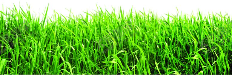 编号：38505410041222266190【酷图网】源文件下载-植物