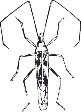 自然昆虫标本插画