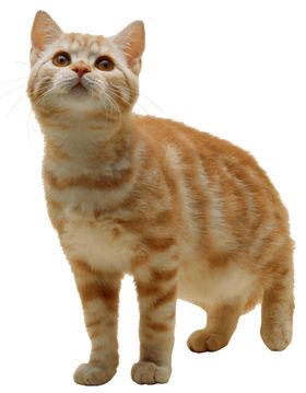 花猫