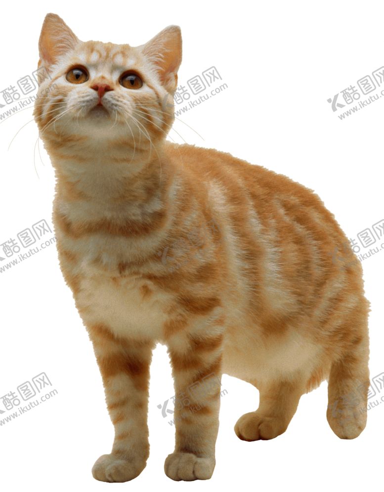 编号：92126406260244551227【酷图网】源文件下载-花猫