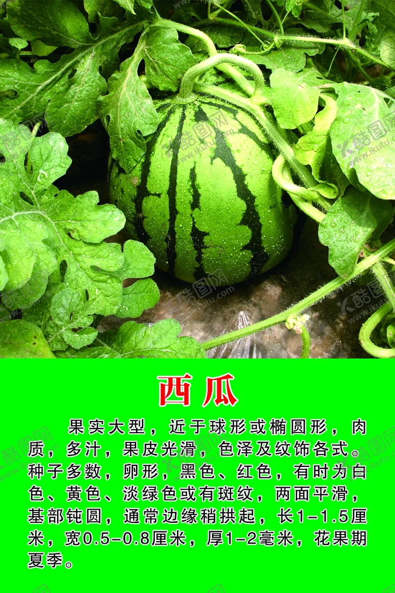 编号：36231807010912318450【酷图网】源文件下载-西瓜