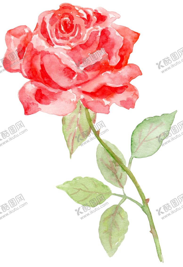 编号：63864607031202459137【酷图网】源文件下载-玫瑰花