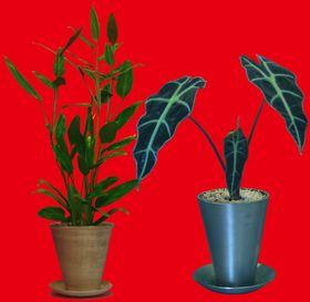 盆栽植物