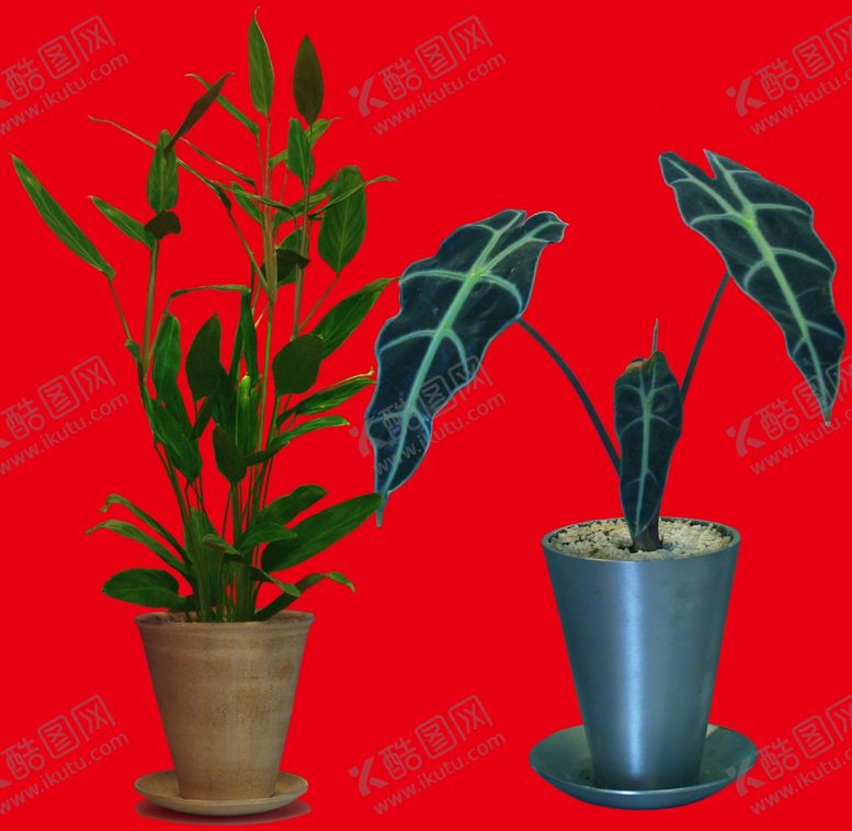 编号：51240507131141023625【酷图网】源文件下载-盆栽植物