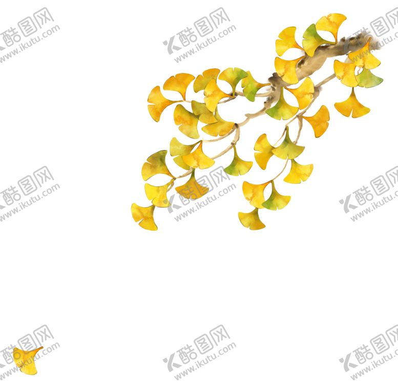 编号：20652406281410348805【酷图网】源文件下载-秋天银杏叶