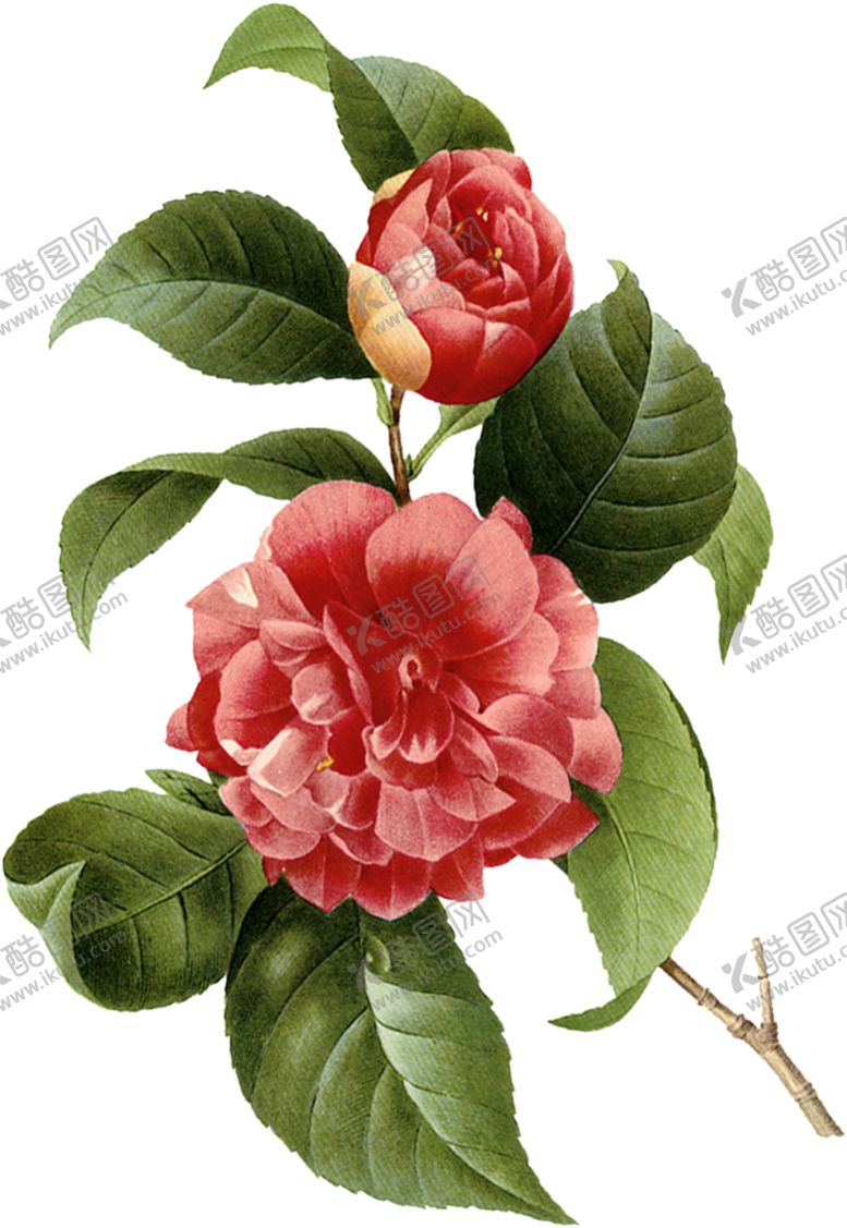 编号：64799901250440479647【酷图网】源文件下载-山茶花图片