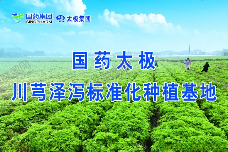 编号：76040002181138274247【酷图网】源文件下载-川芎泽泻标准化种植基地