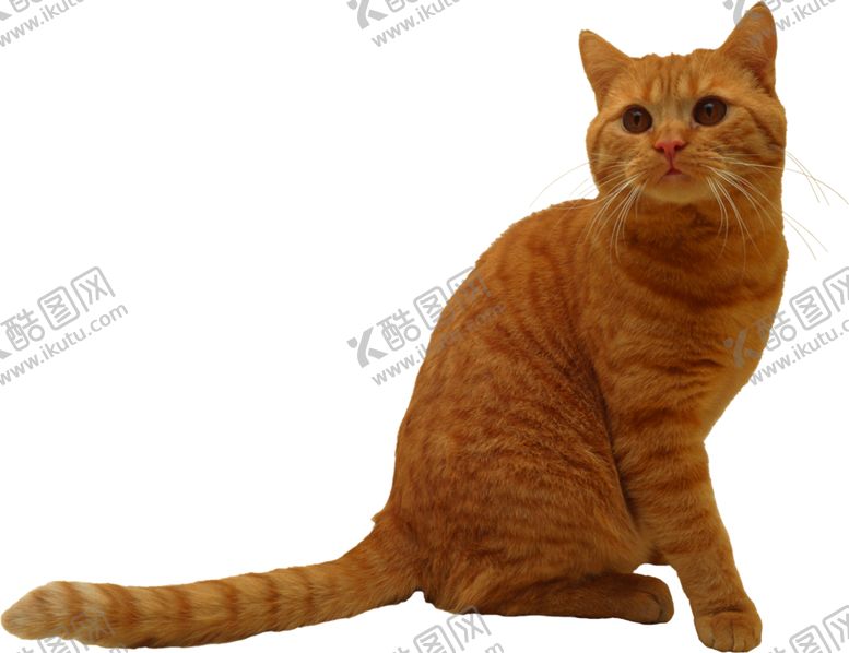 编号：25143910101945096450【酷图网】源文件下载-可爱动物猫咪