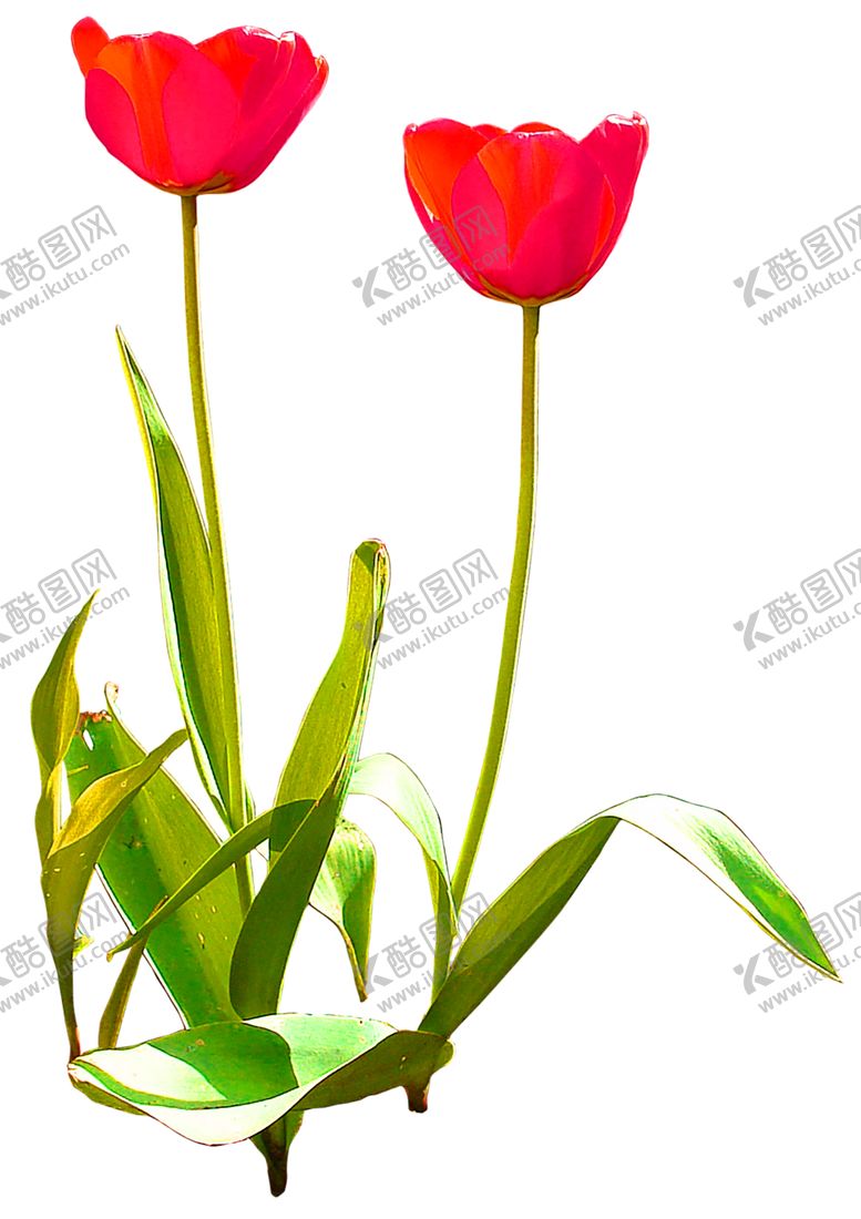 编号：88987105150239417218【酷图网】源文件下载-花素材