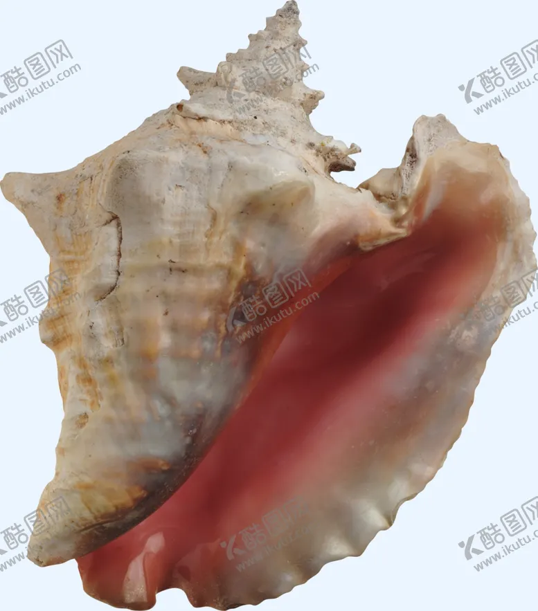 编号：85013501300422288113【酷图网】源文件下载-贝壳