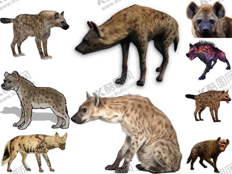 编号：67049810111954422449【酷图网】源文件下载-猎狗png免扣高清素材