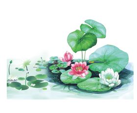 中国风荷叶荷花绘画