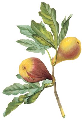 植物花卉油画装饰画