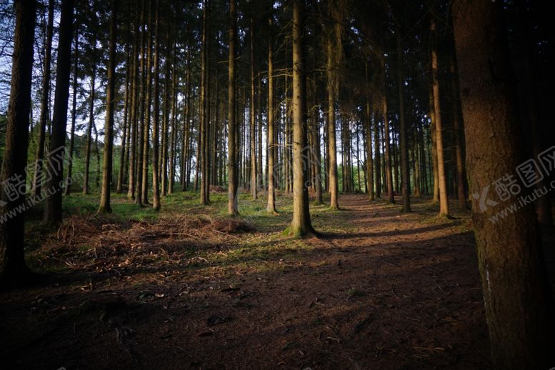 编号：54627309220617436628【酷图网】源文件下载-森林