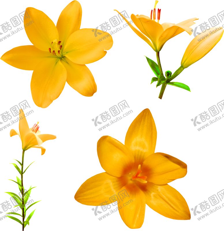 编号：80996206260519462608【酷图网】源文件下载-鲜花装饰