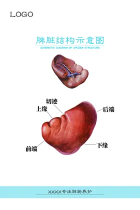 脾脏结构示意图