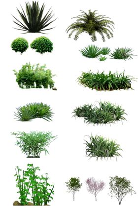 水草素材
