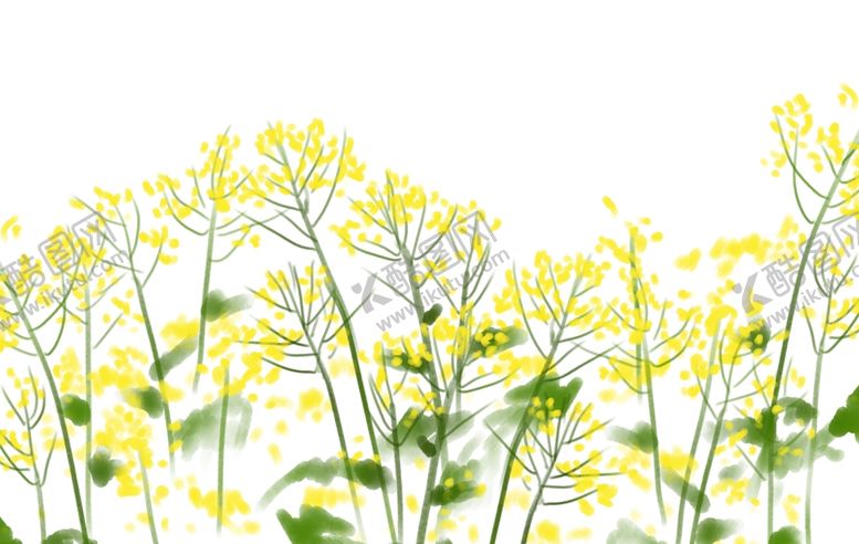 编号：61486305060003566473【酷图网】源文件下载-油菜花