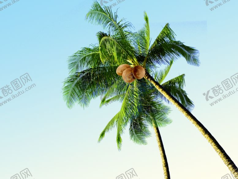 编号：61795411011219162991【酷图网】源文件下载-椰子树