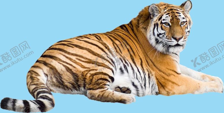 编号：58798909270509236008【酷图网】源文件下载-卧着的老虎