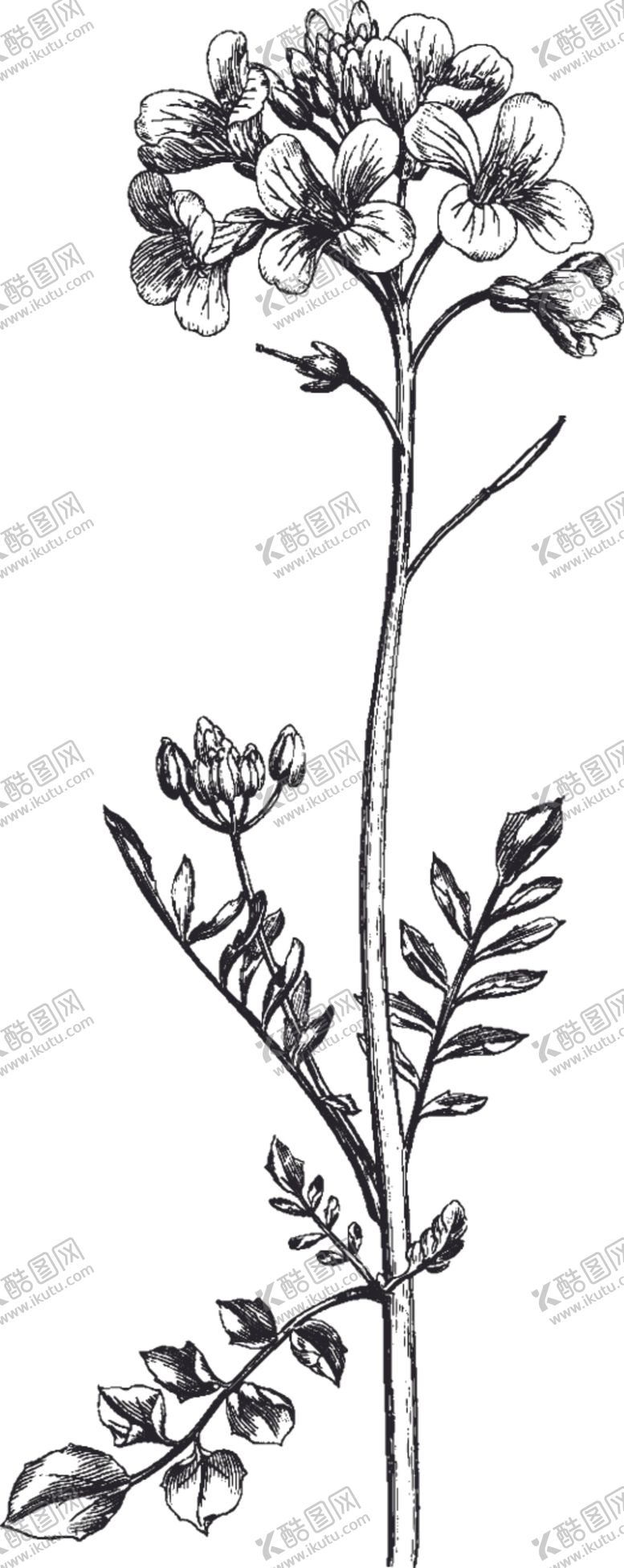 编号：94937609201322413143【酷图网】源文件下载-Ai矢量中草药素材