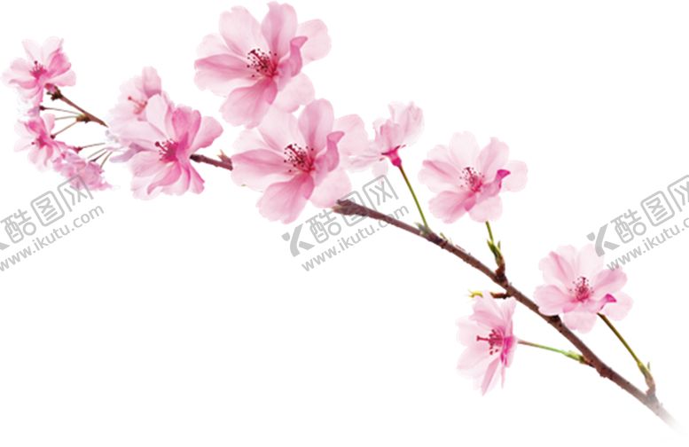 编号：25041109220226272872【酷图网】源文件下载-樱花