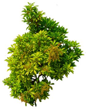 植物树叶