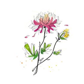 菊花素材