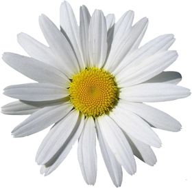 洋甘菊免扣png图片